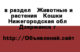  в раздел : Животные и растения » Кошки . Нижегородская обл.,Дзержинск г.